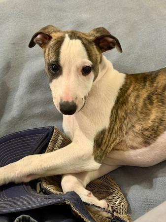 Whippet puppy for sale by MERRIROSE