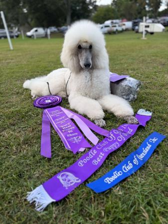 Poodle (Standard) for sale by EMGRAISEE