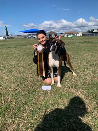 Boxer for sale by EMGRAISEE