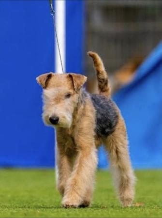 Lakeland Terrier for sale by MIKEEARLE