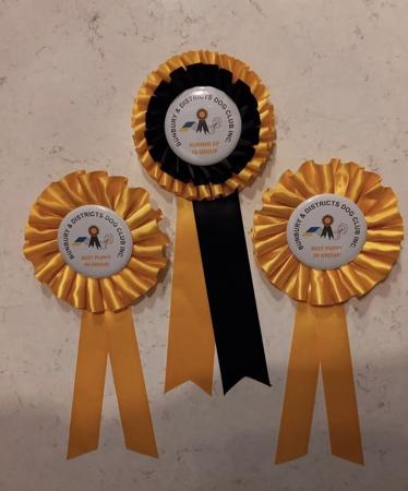 Lakeland Terrier for sale by DUKEHART
