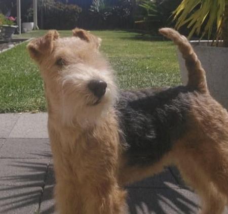 Lakeland Terrier for sale by DUKEHART