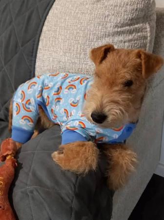 Lakeland Terrier for sale by DUKEHART