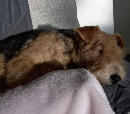 Lakeland Terrier for sale by DUKEHART