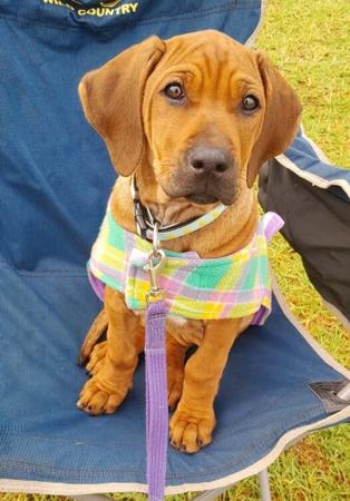 Mikozi Riot Not Quiet (AI) Rhodesian Ridgeback