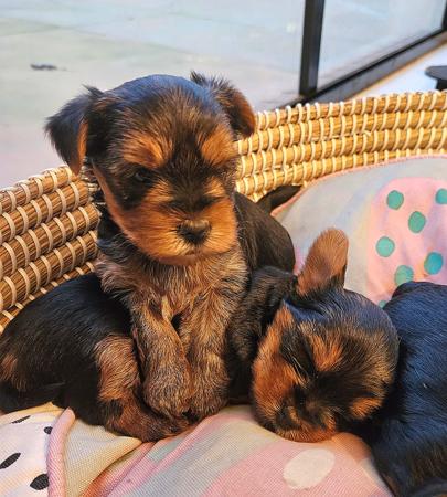 Yorkshire Terrier puppy for sale by MINNIEAMOR