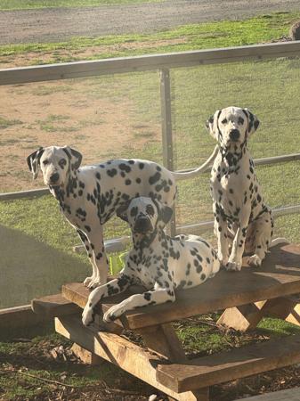 Dalmatian puppy for sale by MINSTERLY