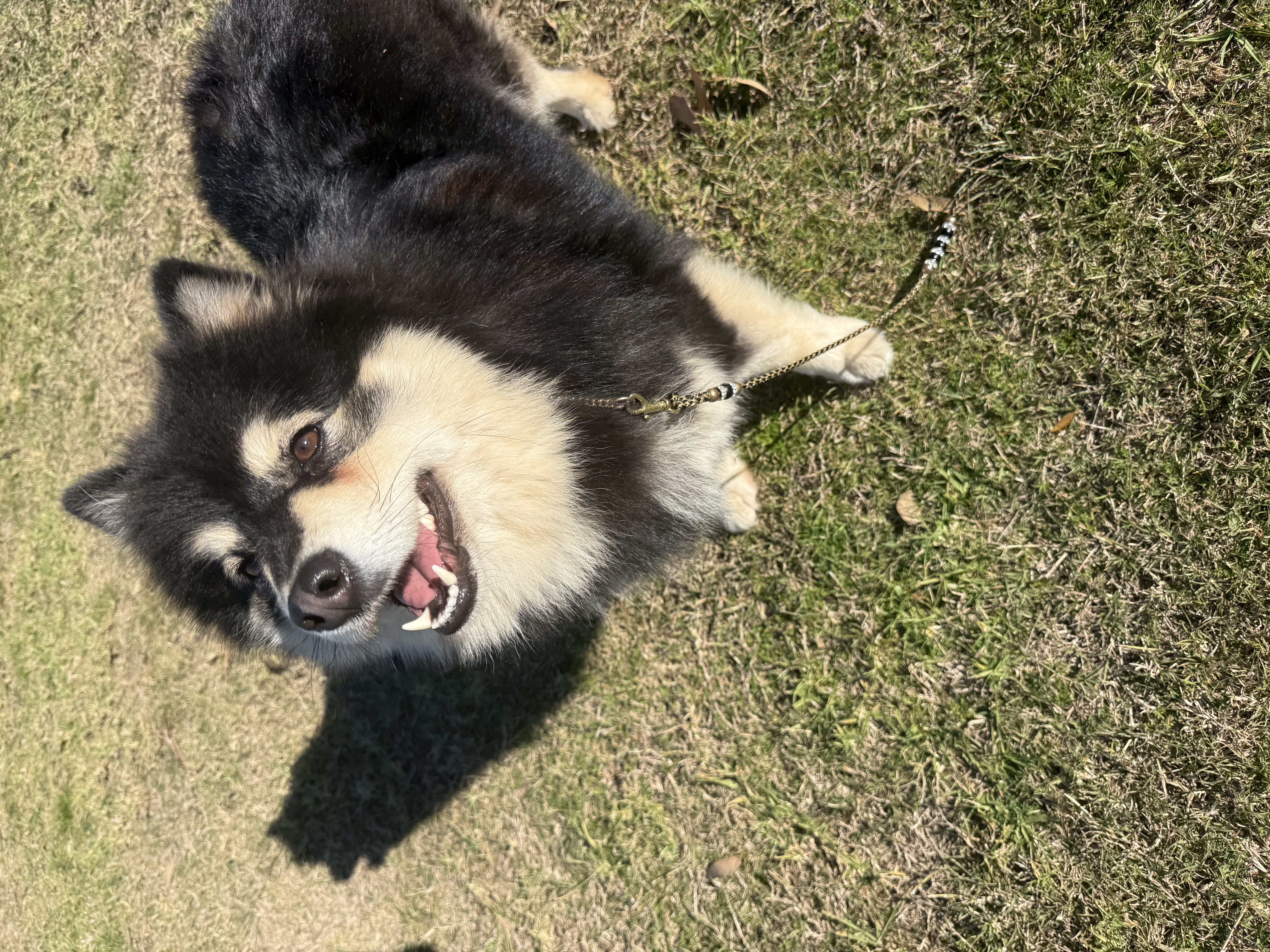 Snofyre Beautiful Stranger Finnish Lapphund