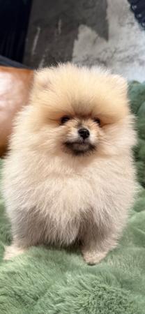 Pomeranian puppy for sale by MOLLY74