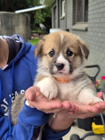 Welsh Corgi (Pembroke) puppy for sale by MOLLYPOPS