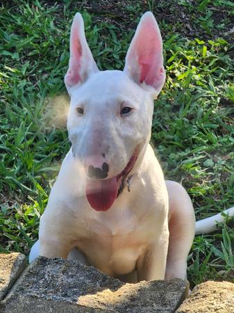 Bull Terrier for sale by MONKYBULL