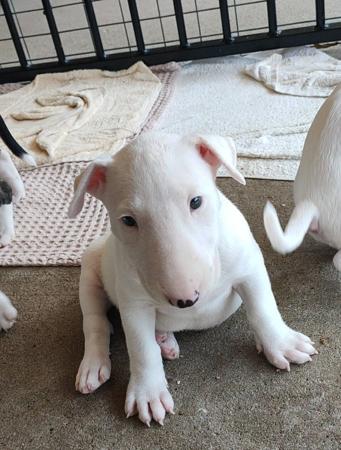 Bull Terrier for sale by MONKYBULL