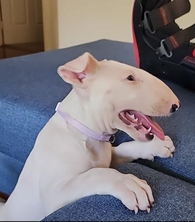 Bull Terrier for sale by MONKYBULL