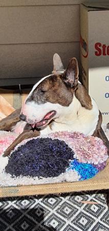 Bull Terrier for sale by MONKYBULL