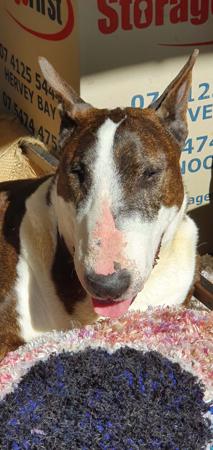 Bull Terrier for sale by MONKYBULL
