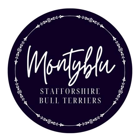 Staffordshire Bull Terrier for sale by MONTYBLU