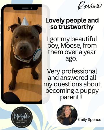 Staffordshire Bull Terrier for sale by MONTYBLU
