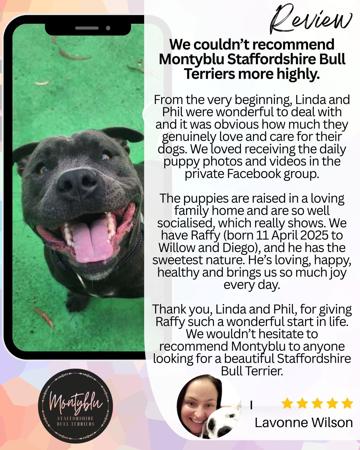 Staffordshire Bull Terrier for sale by MONTYBLU