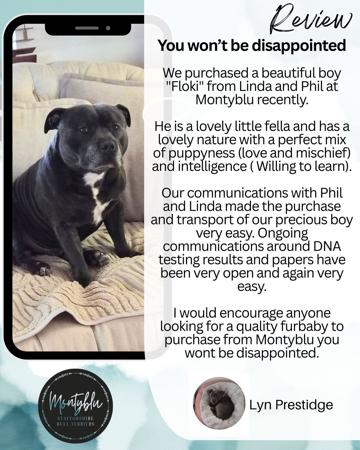 Staffordshire Bull Terrier for sale by MONTYBLU