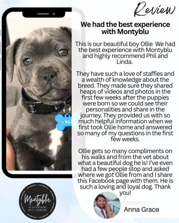 Staffordshire Bull Terrier for sale by MONTYBLU