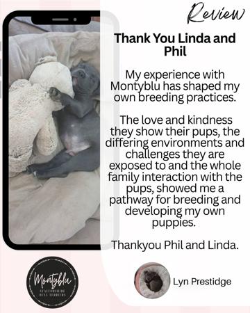 Staffordshire Bull Terrier for sale by MONTYBLU