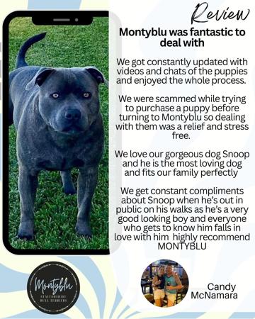 Staffordshire Bull Terrier for sale by MONTYBLU