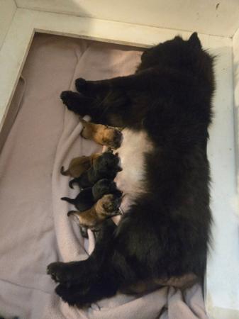 Chow Chow puppy for sale by MOONACRECHOWS