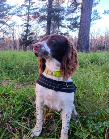 English Springer Spaniel dog for sale by MOREKOS