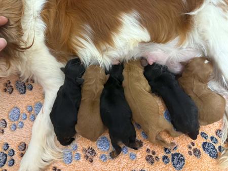Cavalier King Charles Spaniel puppy for sale by NABUCCO