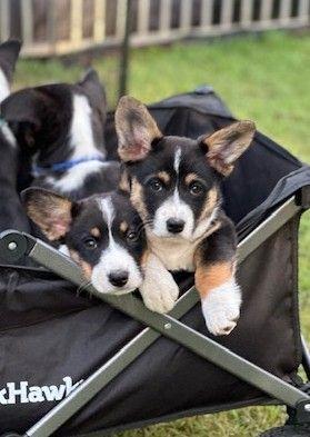 Welsh Corgi (Cardigan) puppy for sale by NAGEMLACE