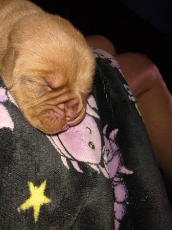 Dogue de Bordeaux puppy for sale by NANMAS