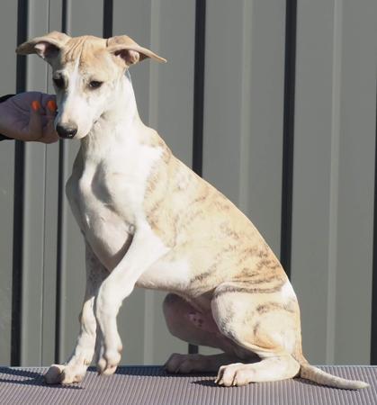 Whippet puppy for sale by NESSAMOON