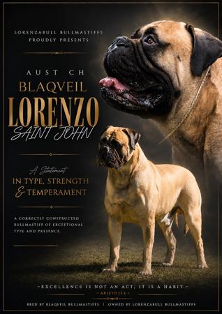 AUST CH Blaqveil Lorenzo Saint John Bullmastiff