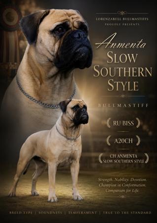 RU BISS A20Ch ,Aust Ch Anmenta Slow Southern Style (AI) Bullmastiff