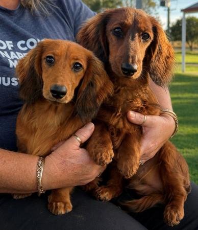 Dachshund (Miniature Long Haired) puppy for sale by NICHOLYEV