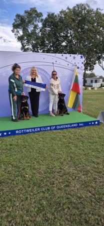 Multi VP1 Multi CISS Ubersein Ziggy Stardust Rottweiler