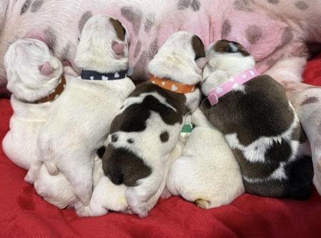 British Bulldog puppy for sale by ZERACHIEL
