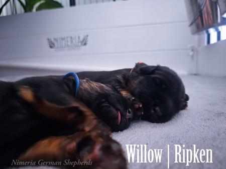 German Shepherd Dog puppy for sale by NIMERIA
