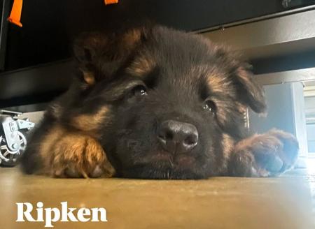 German Shepherd Dog (Long Stock Coat) puppy for sale by NIMERIA