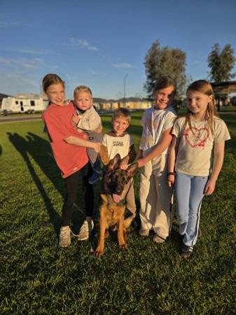 German Shepherd Dog for sale by NIMERIA