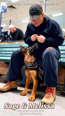 German Shepherd Dog for sale by NIMERIA