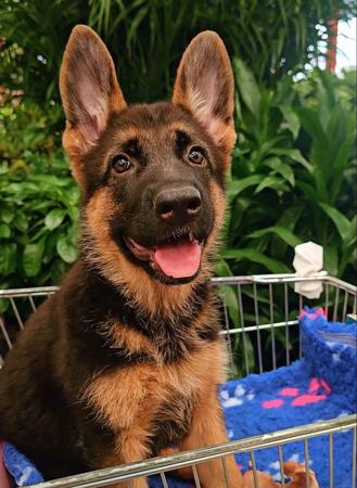 German Shepherd Dog for sale by NIMERIA
