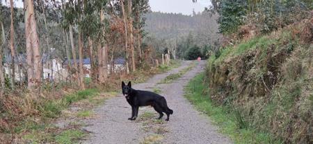 German Shepherd Dog for sale by NIMERIA