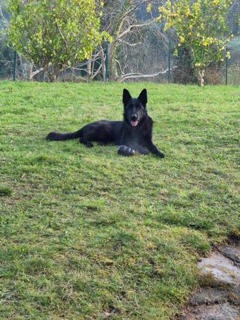 German Shepherd Dog for sale by NIMERIA