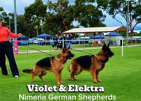 German Shepherd Dog for sale by NIMERIA