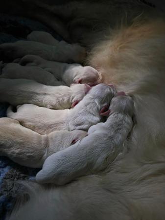 Golden Retriever puppy for sale by NIRVANABHLU