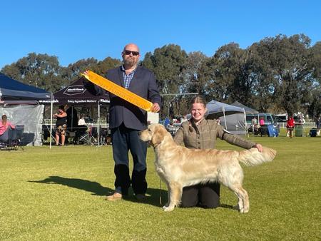 Nitor William the Conqueror (AI) Golden Retriever