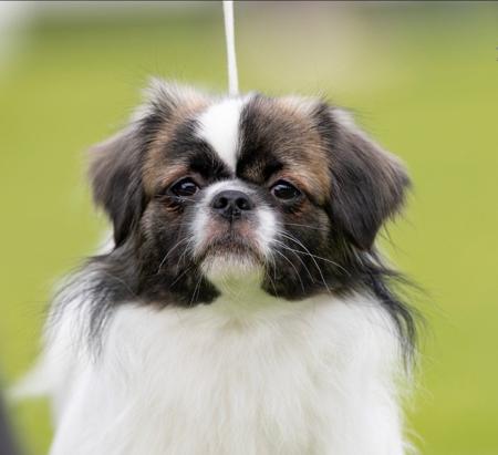 Aust Ch Thunderspot One of Us Tibetan Spaniel