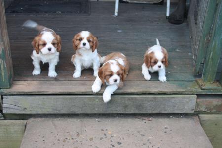 Cavalier King Charles Spaniel puppy for sale by NOONAMEENA