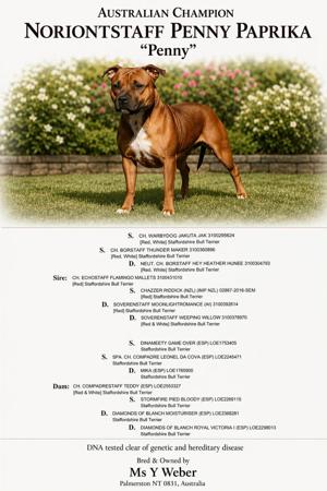 Staffordshire Bull Terrier for sale by NORIONTSTAFF